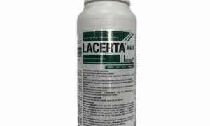 Lacerta
