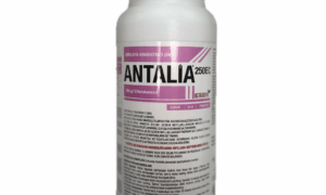 Antalia